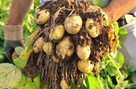 Sadzeniak ziemniaka